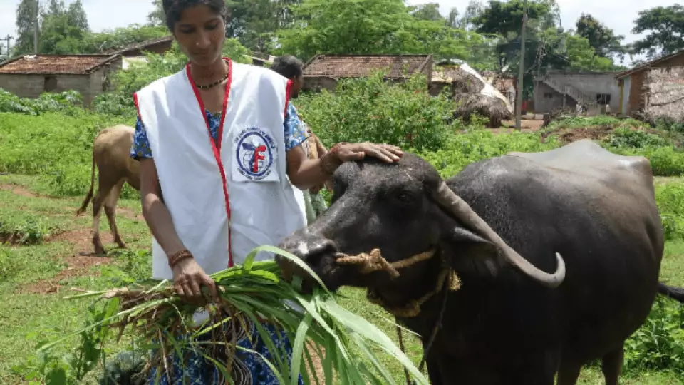 livestock shaila kallimani with cow  large